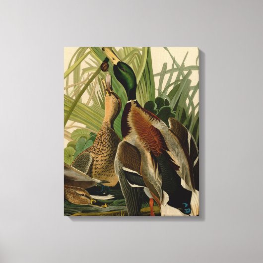 Mallard Duck Audubon Bird Painting Canvas Afdruk (Voorkant)