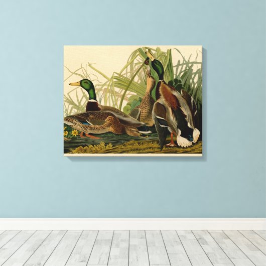 Mallard Duck Audubon Bird Painting Canvas Afdruk (Insitu (Houten vloer))