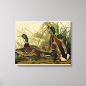 Mallard Duck Audubon Bird Painting Canvas Afdruk (Voorkant)