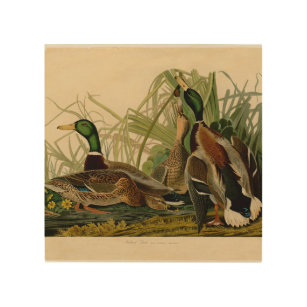 Mallard Duck Audubon Bird Painting Hout Afdruk
