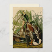 Mallard Duck Audubon Bird Painting Kaart (Voorkant / Achterkant)