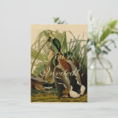 Mallard Duck Audubon Bird Painting Kaart (Staand voorkant)