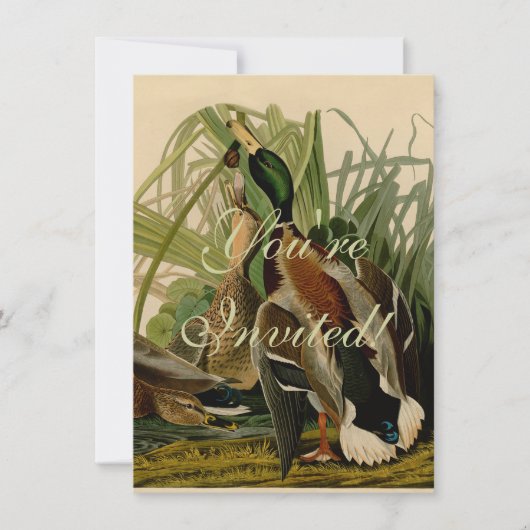 Mallard Duck Audubon Bird Painting Kaart (Voorkant)