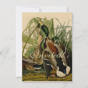 Mallard Duck Audubon Bird Painting Kaart