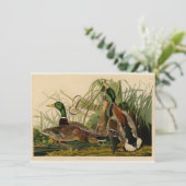 Mallard Duck Audubon Bird Painting Kaart (Staand voorkant)