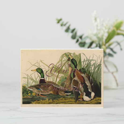 Mallard Duck Audubon Bird Painting Kaart (Staand voorkant)