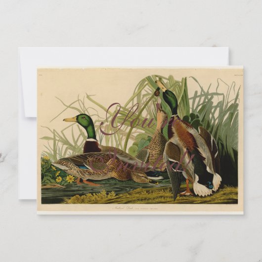 Mallard Duck Audubon Bird Painting Kaart (Voorkant)