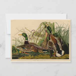 Mallard Duck Audubon Bird Painting Kaart