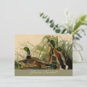Mallard Duck Audubon Bird Painting Kaart (Staand voorkant)