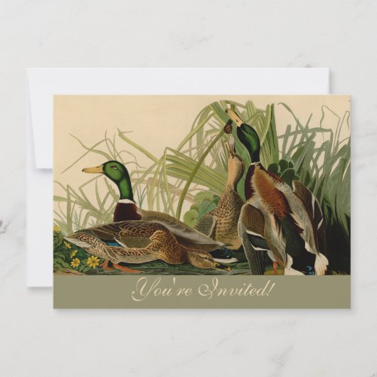 Mallard Duck Audubon Bird Painting Kaart (Voorkant)