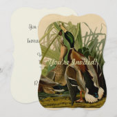 Mallard Duck Audubon Bird Painting Kaart (Voorkant / Achterkant)