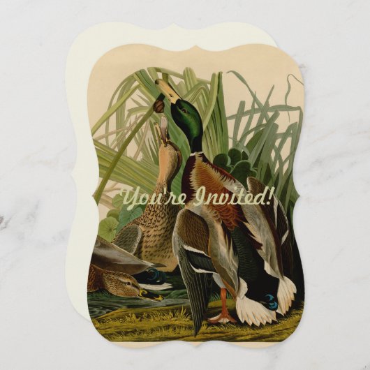 Mallard Duck Audubon Bird Painting Kaart (Voorkant / Achterkant)