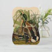 Mallard Duck Audubon Bird Painting Kaart (Staand voorkant)