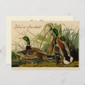 Mallard Duck Audubon Bird Painting Kaart (Voorkant / Achterkant)