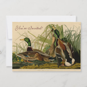Mallard Duck Audubon Bird Painting Kaart