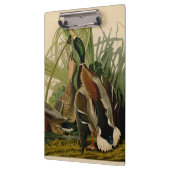Mallard Duck Audubon Bird Painting Klembord (Links)