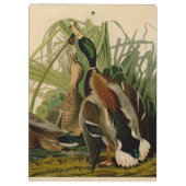 Mallard Duck Audubon Bird Painting Klembord (Achterkant)