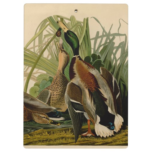 Mallard Duck Audubon Bird Painting Klembord (Achterkant)