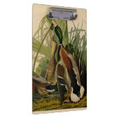 Mallard Duck Audubon Bird Painting Klembord (Rechts)