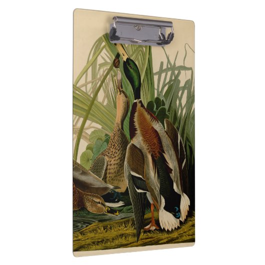 Mallard Duck Audubon Bird Painting Klembord (Rechts)
