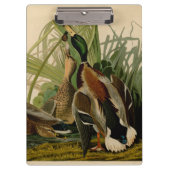 Mallard Duck Audubon Bird Painting Klembord (Voorkant)