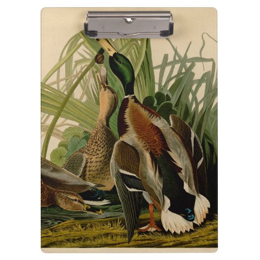 Mallard Duck Audubon Bird Painting Klembord (Voorkant)