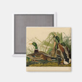 Mallard Duck Audubon Bird Painting Magneet (Voorkant / Achterkant)