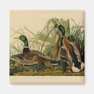 Mallard Duck Audubon Bird Painting Magneet