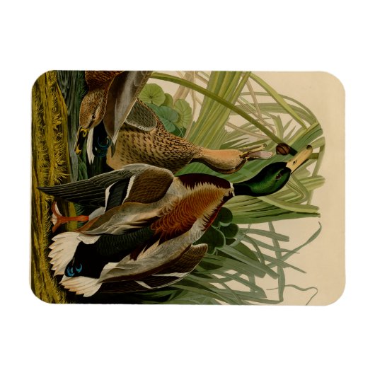 Mallard Duck Audubon Bird Painting Magneet (Horizontaal)