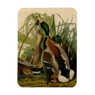 Mallard Duck Audubon Bird Painting Magneet