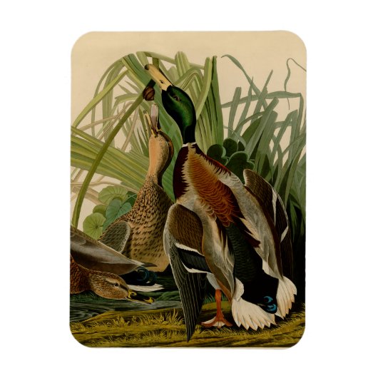 Mallard Duck Audubon Bird Painting Magneet (Verticaal)