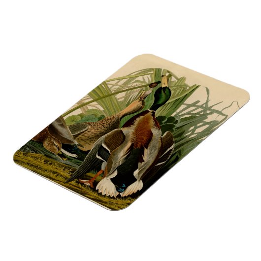 Mallard Duck Audubon Bird Painting Magneet (Linkerzijde)