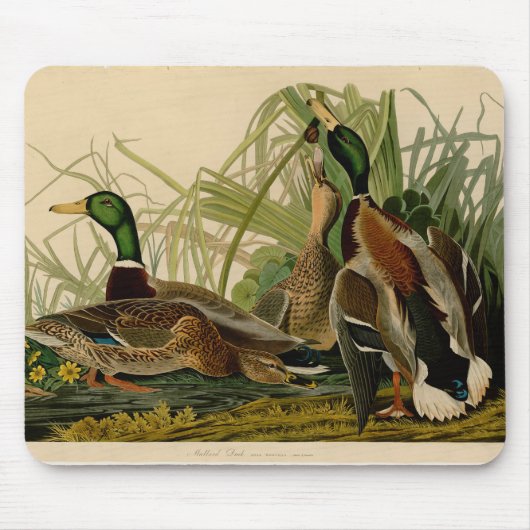 Mallard Duck Audubon Bird Painting Muismat (Voorkant)
