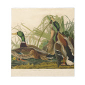 Mallard Duck Audubon Bird Painting Notitieblok (Voorkant)