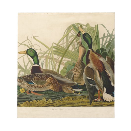 Mallard Duck Audubon Bird Painting Notitieblok (Voorkant)