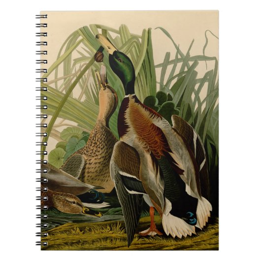 Mallard Duck Audubon Bird Painting Notitieboek (Voorkant)