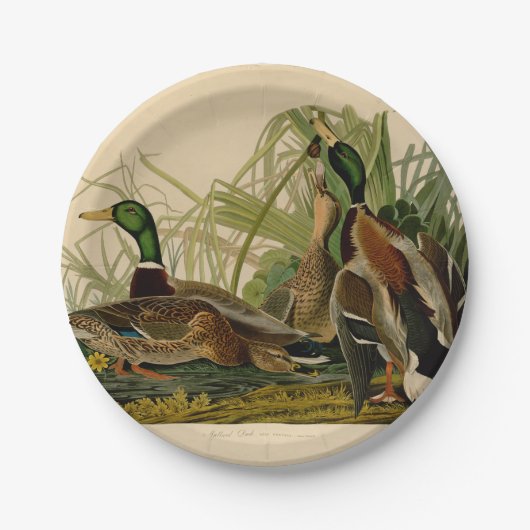 Mallard Duck Audubon Bird Painting Papieren Bordje (Voorkant)