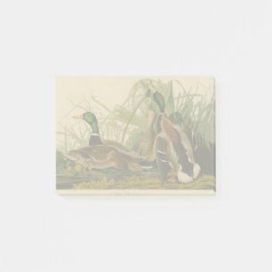 Mallard Duck Audubon Bird Painting Post-it® Notes