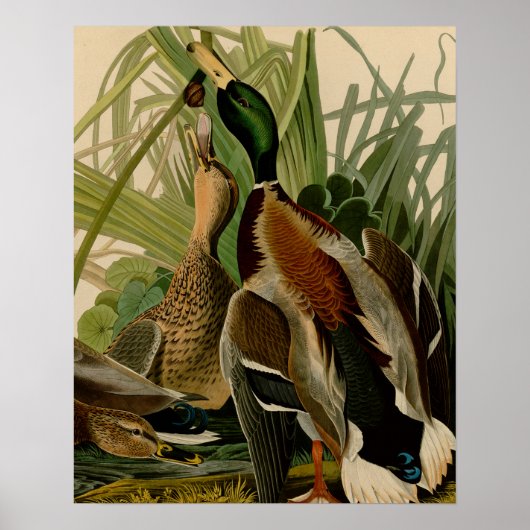 Mallard Duck Audubon Bird Painting Poster (Voorkant)