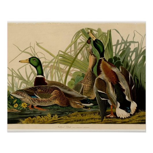 Mallard Duck Audubon Bird Painting Poster (Voorkant)