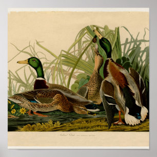 Mallard Duck Audubon Bird Painting Poster