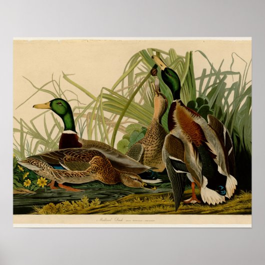 Mallard Duck Audubon Bird Painting Poster (Voorkant)