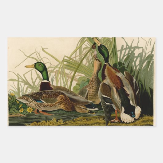 Mallard Duck Audubon Bird Painting Rechthoekige Sticker (Voorkant)