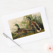 Mallard Duck Audubon Bird Painting Rechthoekige Sticker (Envelop)