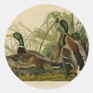 Mallard Duck Audubon Bird Painting Ronde Sticker