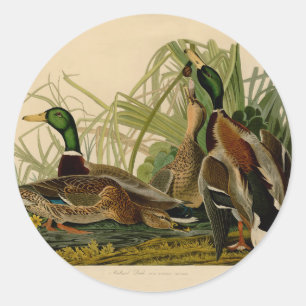 Mallard Duck Audubon Bird Painting Ronde Sticker
