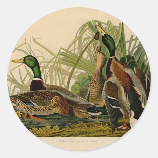 Mallard Duck Audubon Bird Painting Ronde Sticker (Voorkant)
