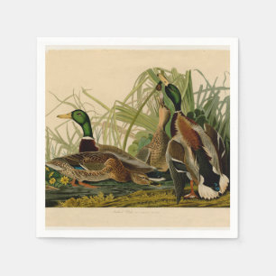 Mallard Duck Audubon Bird Painting Servet