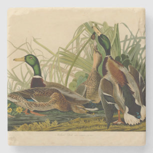Mallard Duck Audubon Bird Painting Stenen Onderzetter