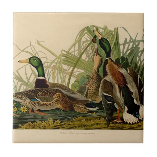 Mallard Duck Audubon Bird Painting Tegeltje (Voorkant)